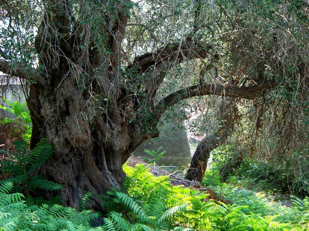 Averto Avali Gaios Esterno foto